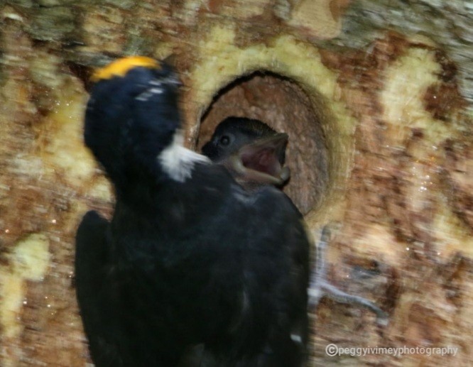 Black-backed Woodpecker - Margaret Ivimey