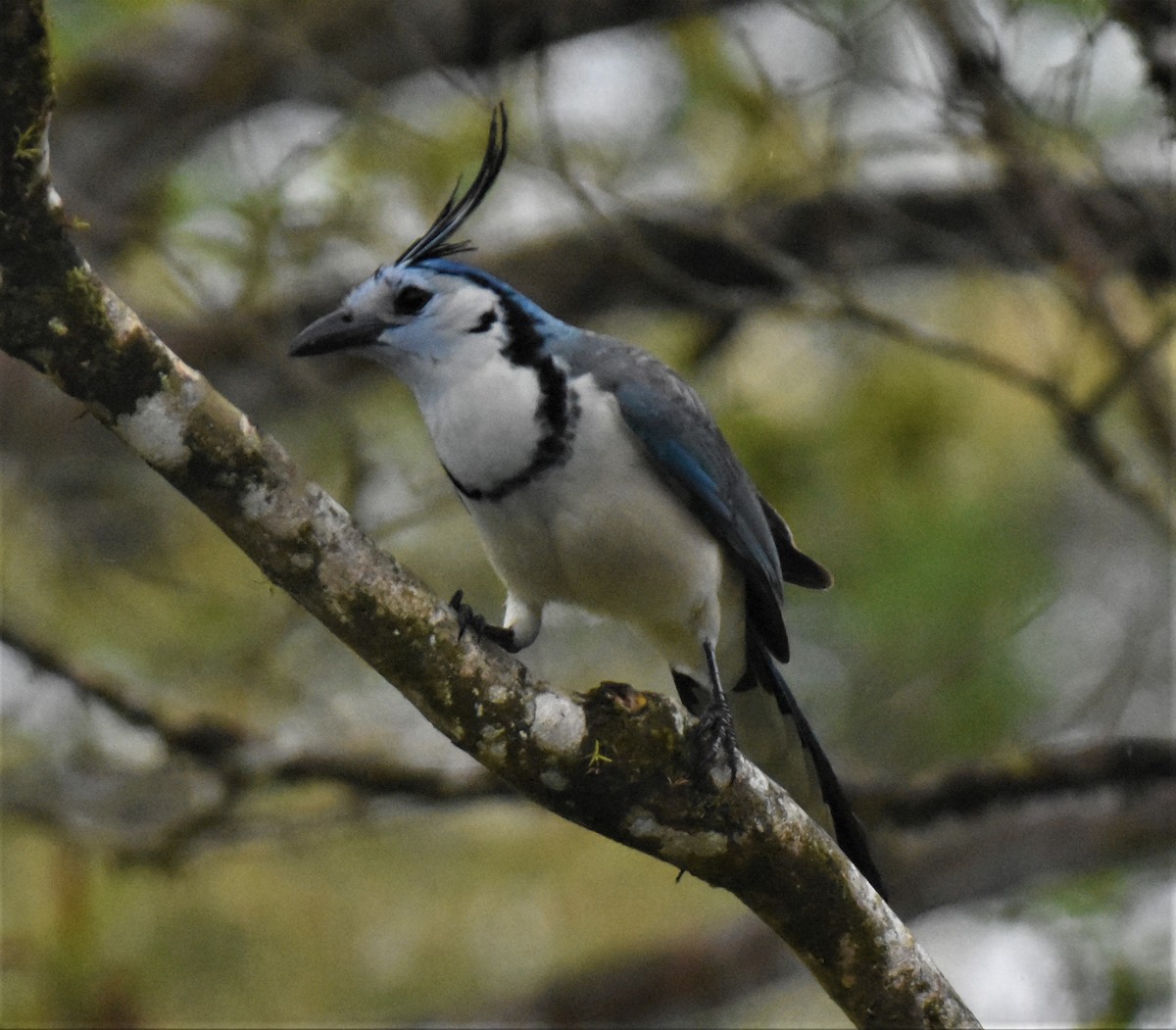 White-throated Magpie-Jay - ML620984835