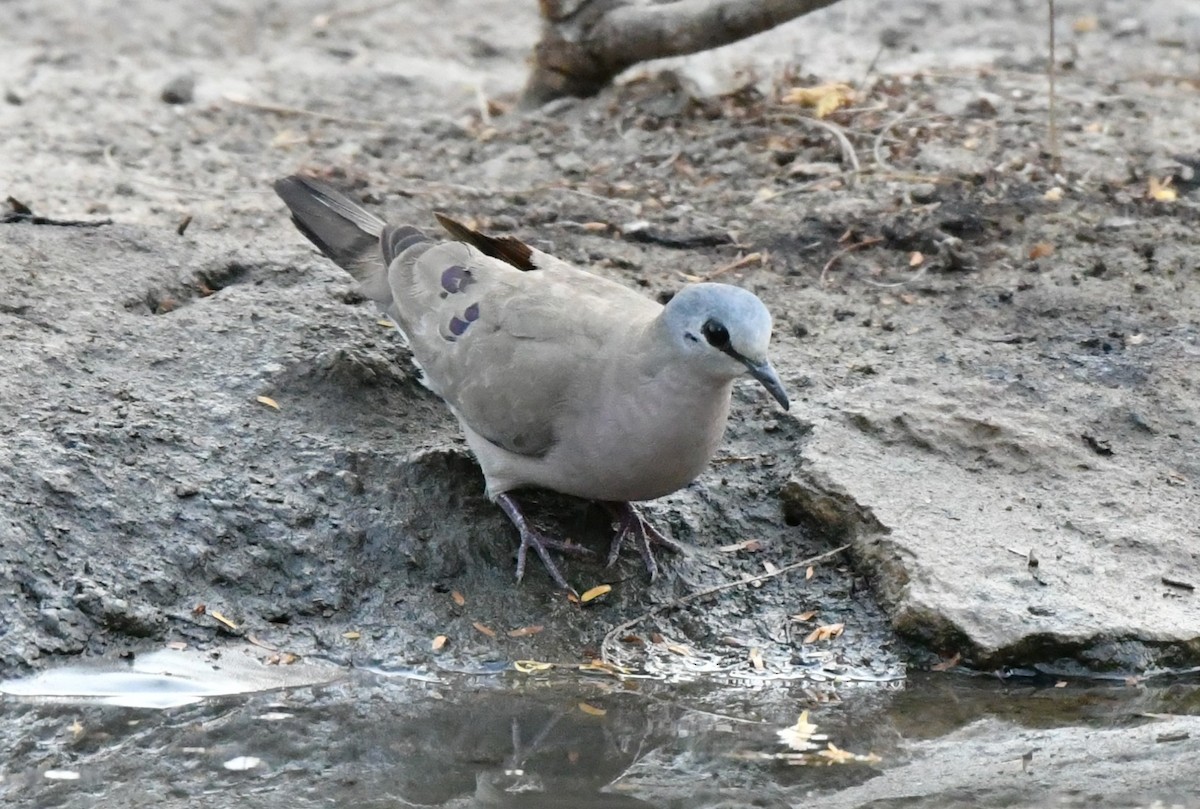 Black-billed Wood-Dove - ML620984843