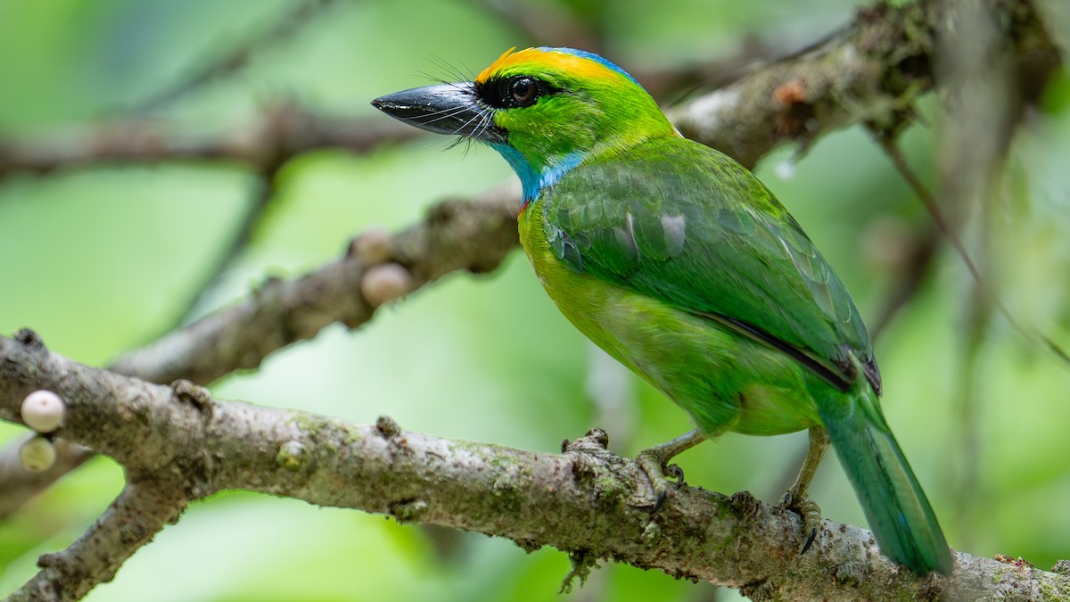 Yellow-crowned Barbet - ML620984858