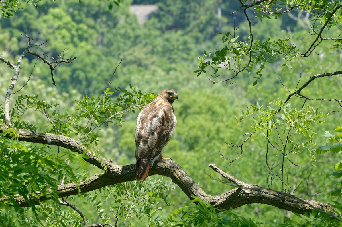 Red-tailed Hawk - ML620984874