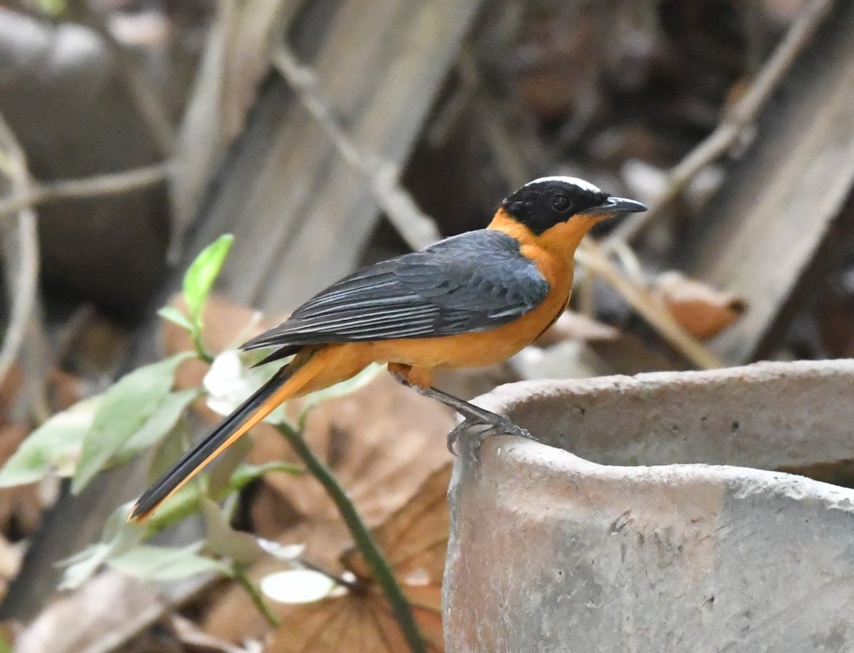 Snowy-crowned Robin-Chat - ML620984891