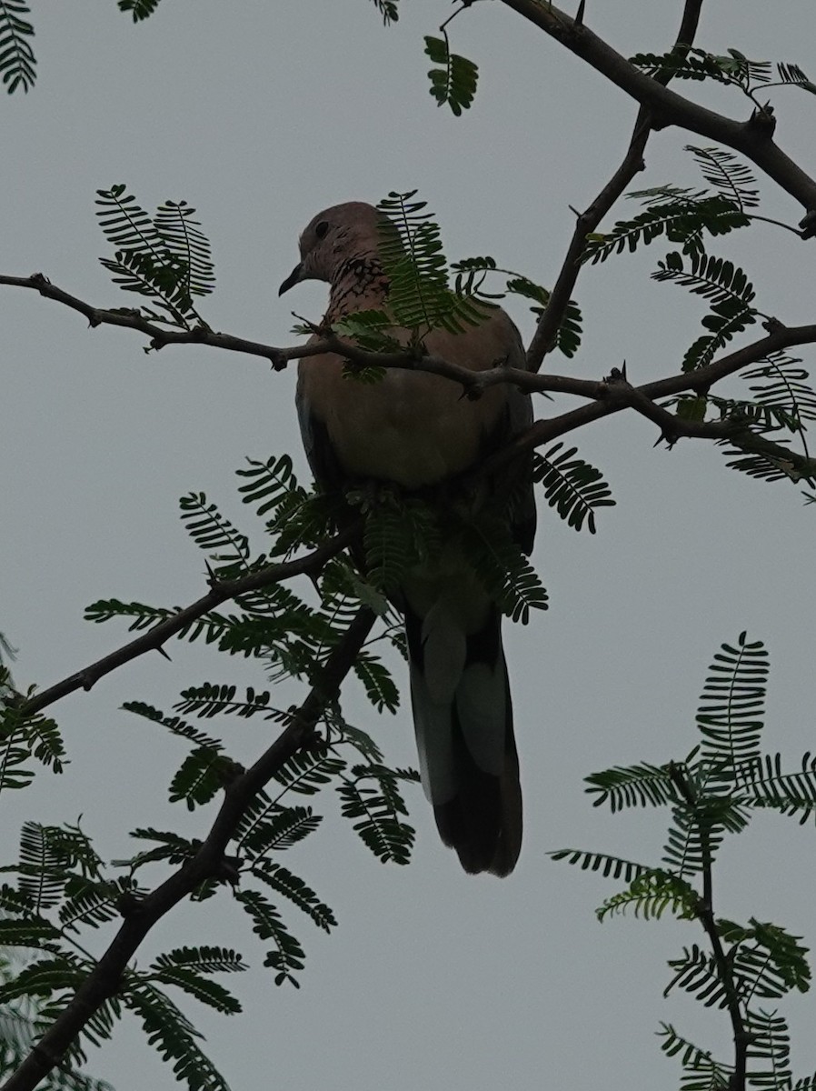 Laughing Dove - ML620984926