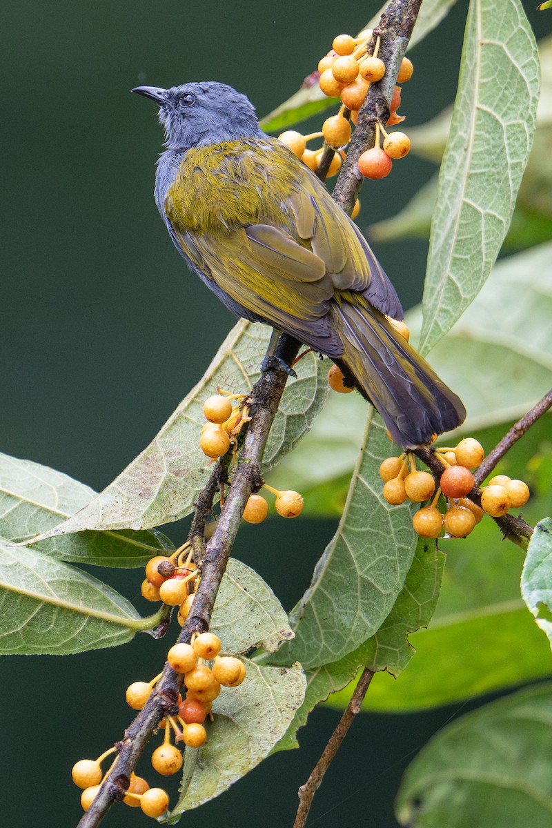 Gray-bellied Bulbul - ML620984958