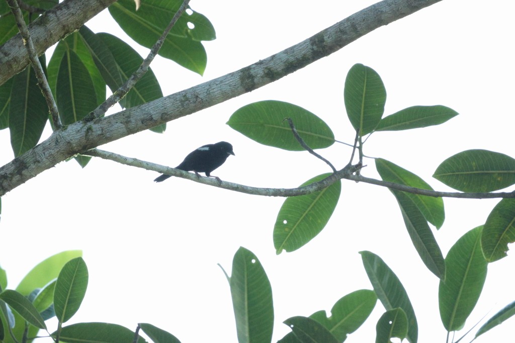 White-shouldered Tanager - ML620985009
