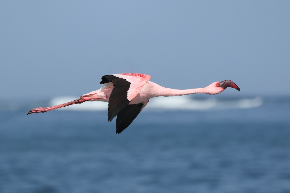 Lesser Flamingo - ML620985010