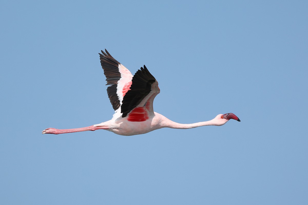 Lesser Flamingo - ML620985011
