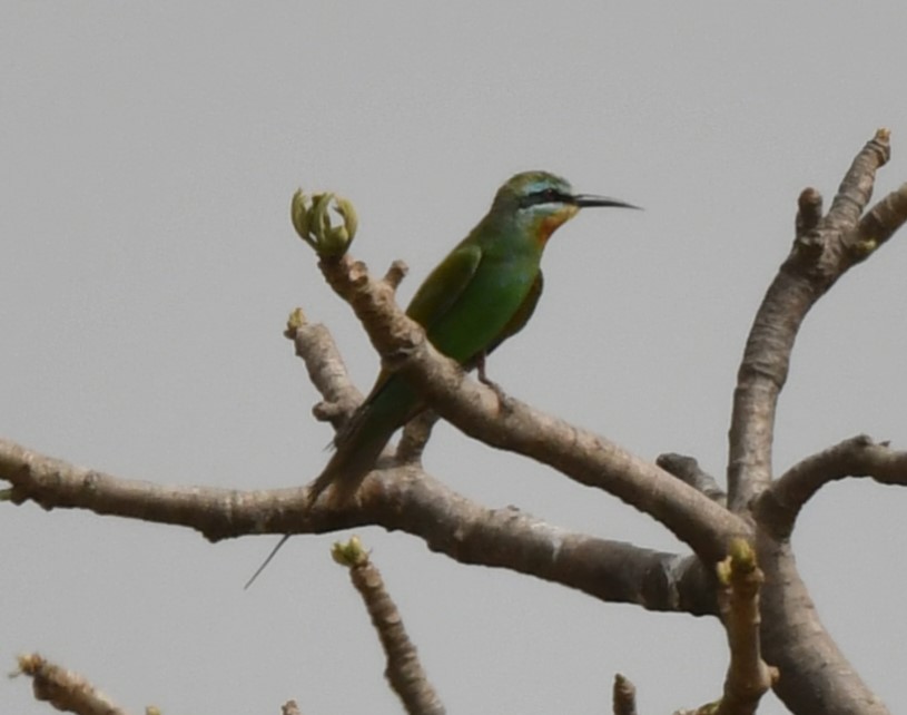Blue-cheeked Bee-eater - ML620985013