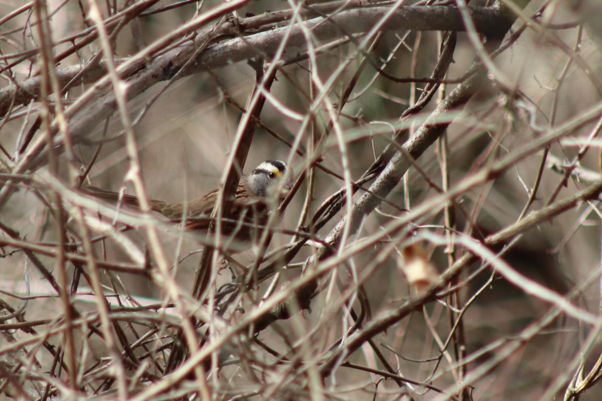 White-throated Sparrow - ML620985017