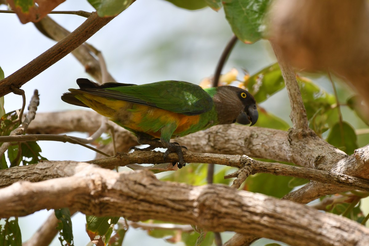 Senegal Parrot - ML620985045