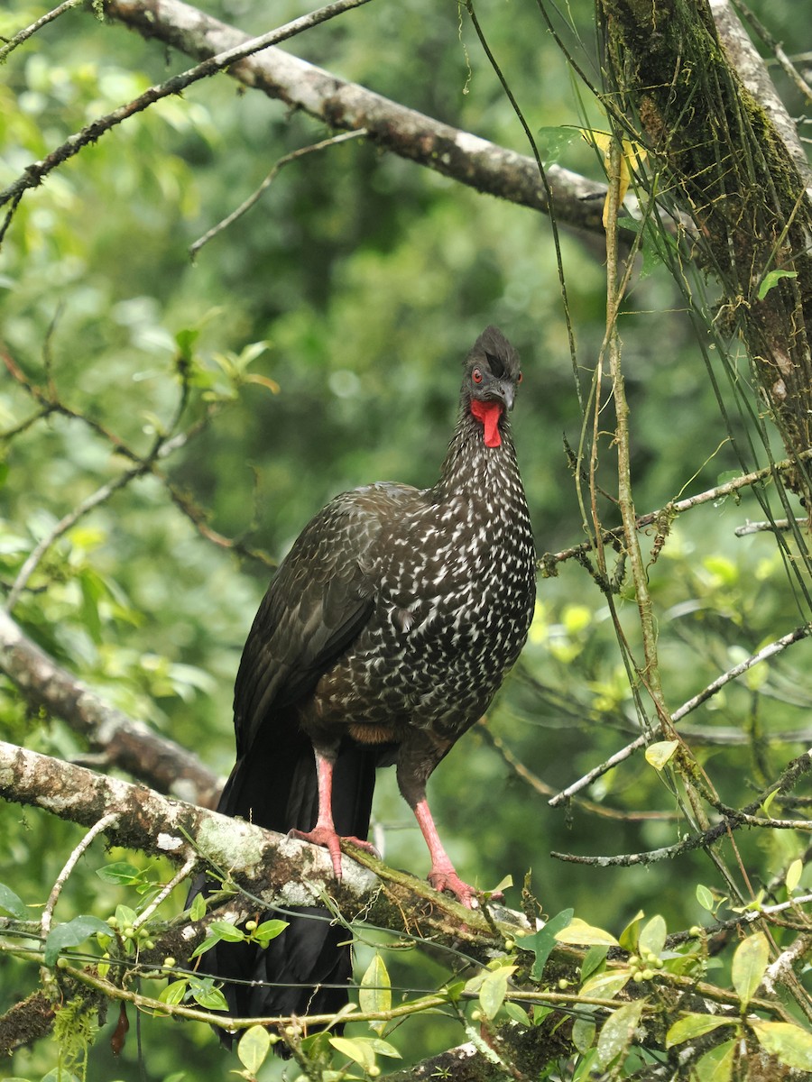 Crested Guan - ML620985050