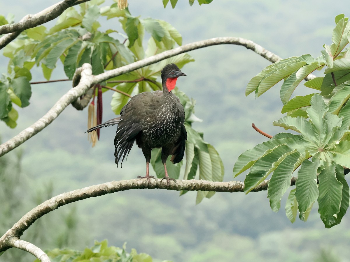 Crested Guan - ML620985052