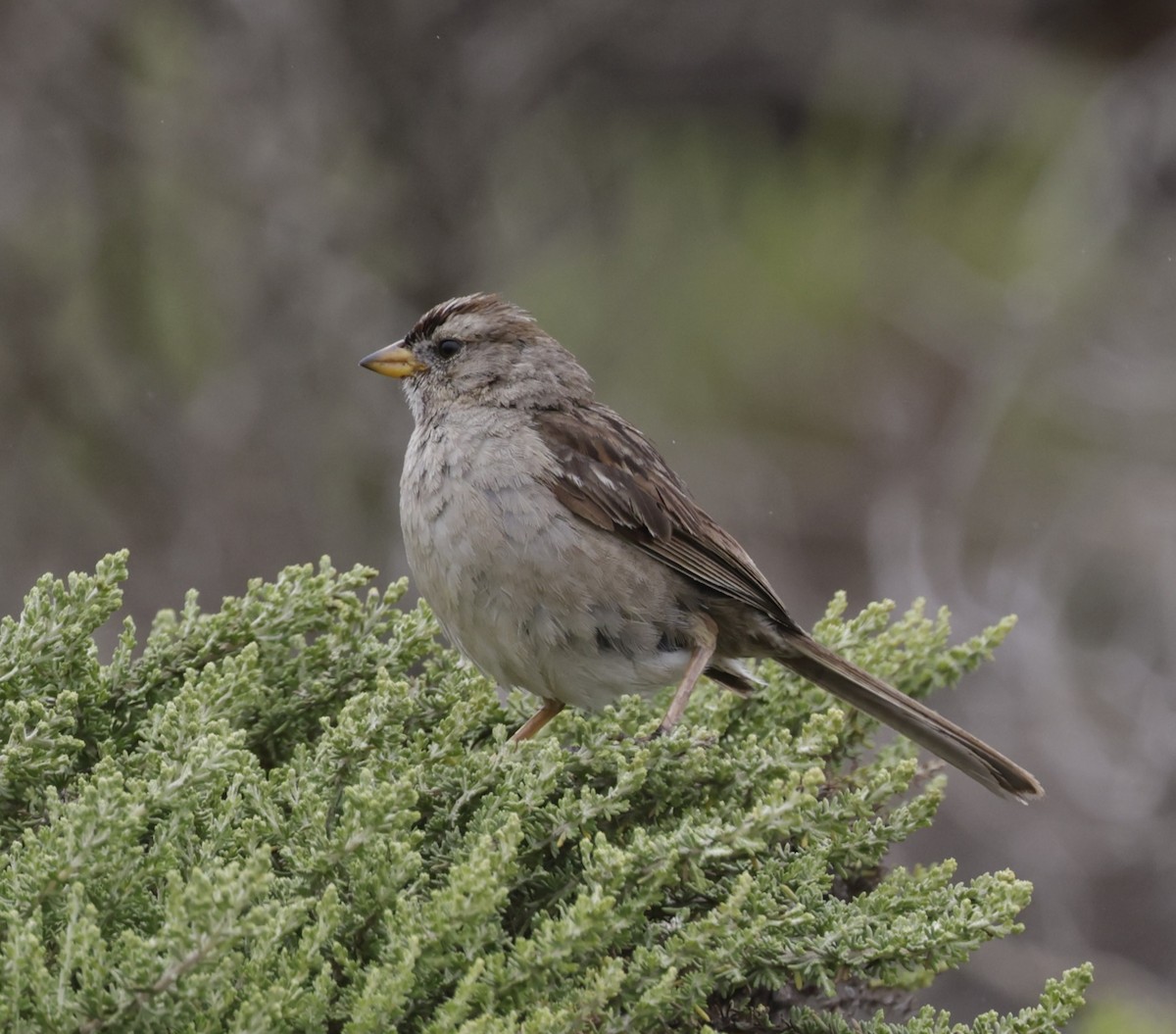White-crowned Sparrow - ML620985067