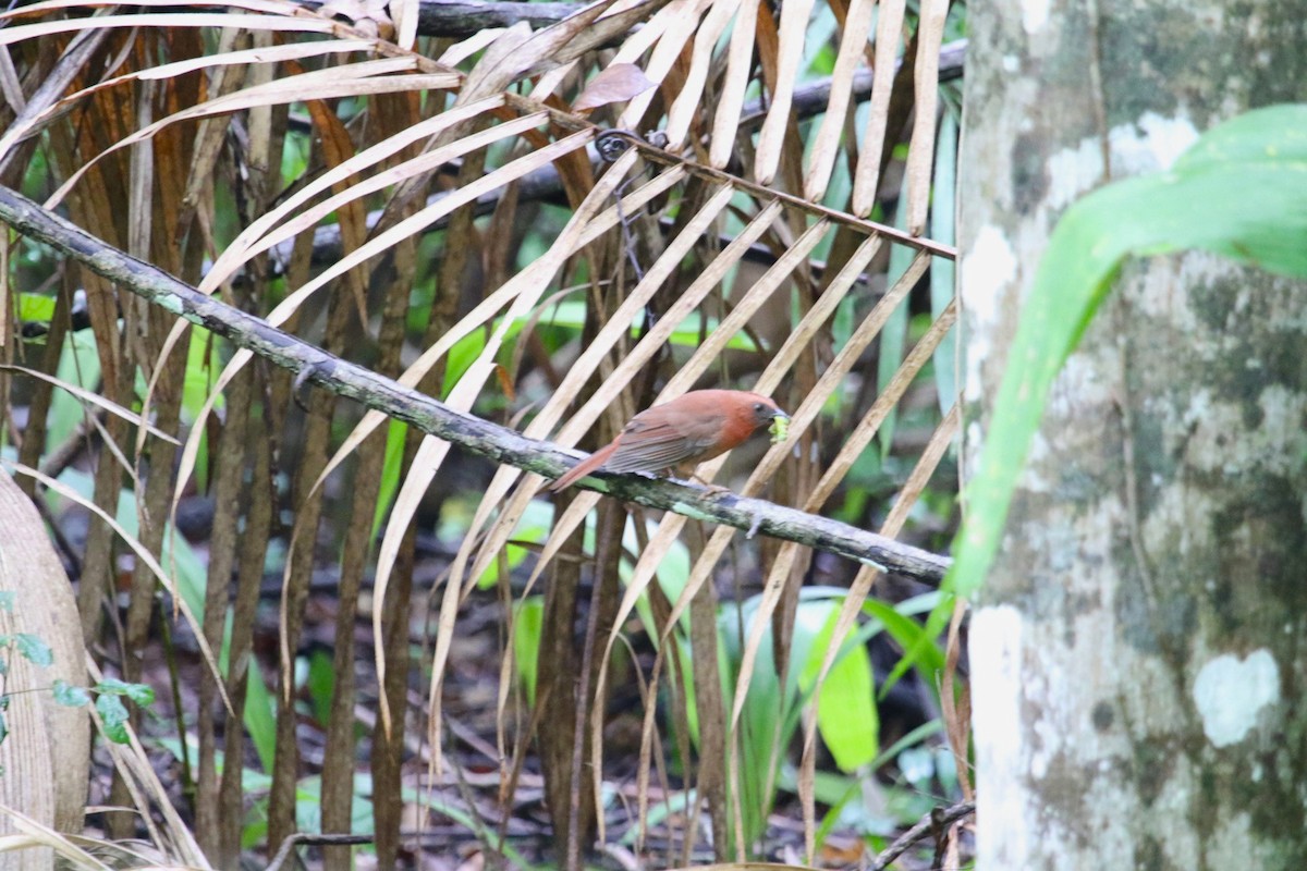 Red-throated Ant-Tanager - ML620985081