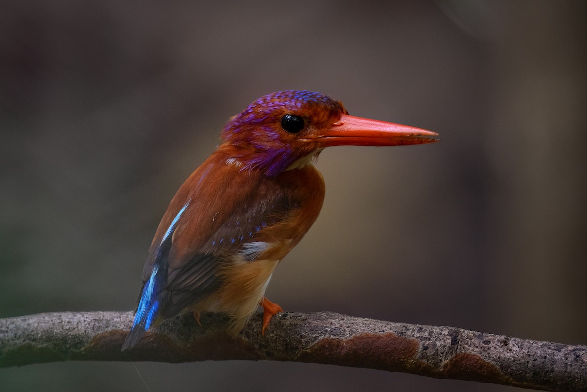 Sulawesi Dwarf-Kingfisher - ML620985114