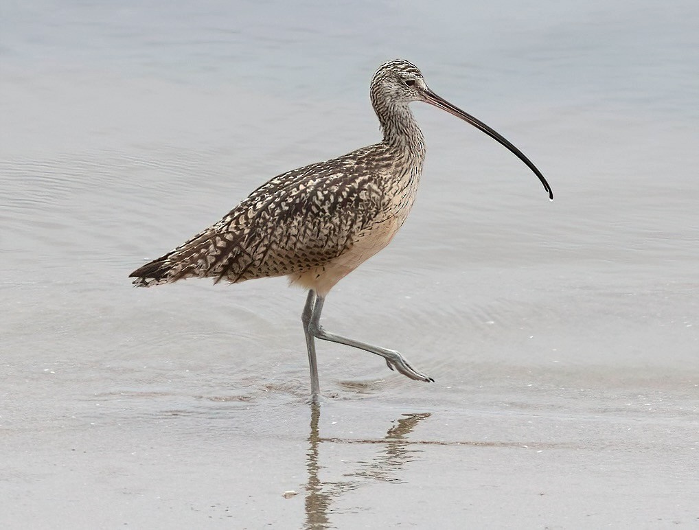 Long-billed Curlew - ML620985115