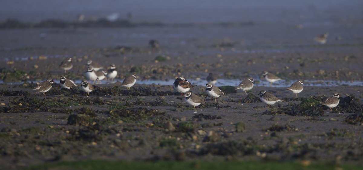 Common Ringed Plover - ML620985123