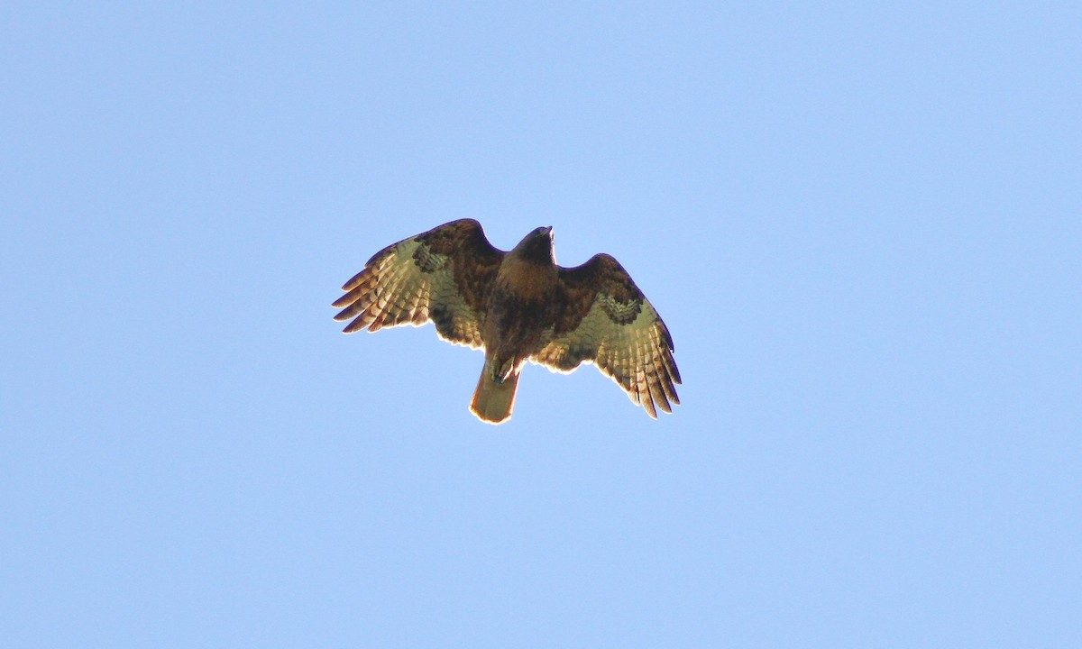 Red-tailed Hawk (calurus/alascensis) - ML620985127