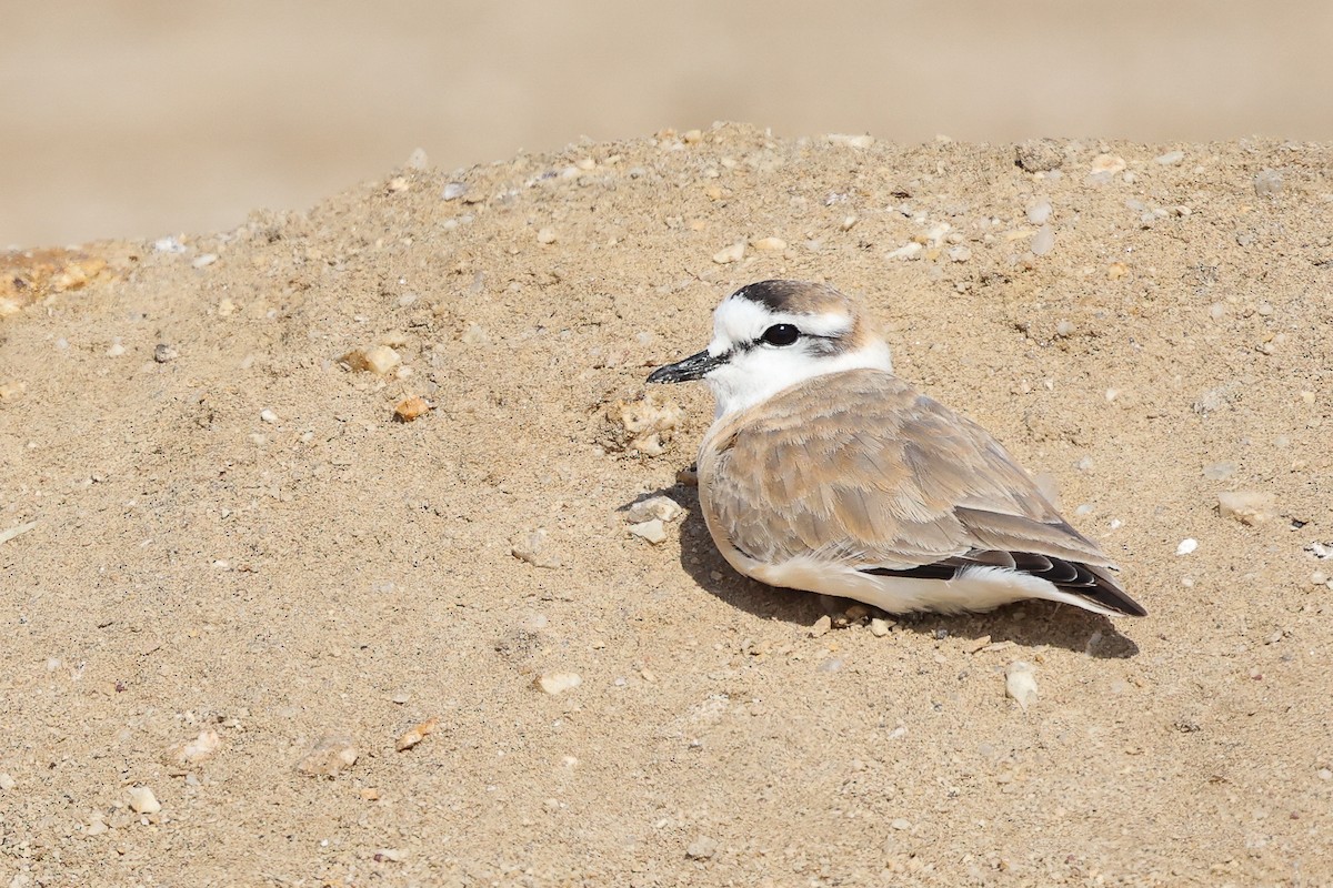 White-fronted Plover - ML620985179
