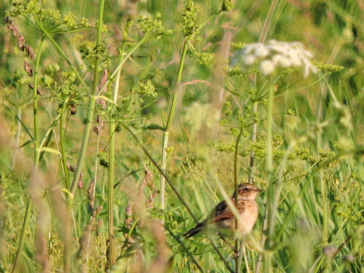 Whinchat - ML620985181