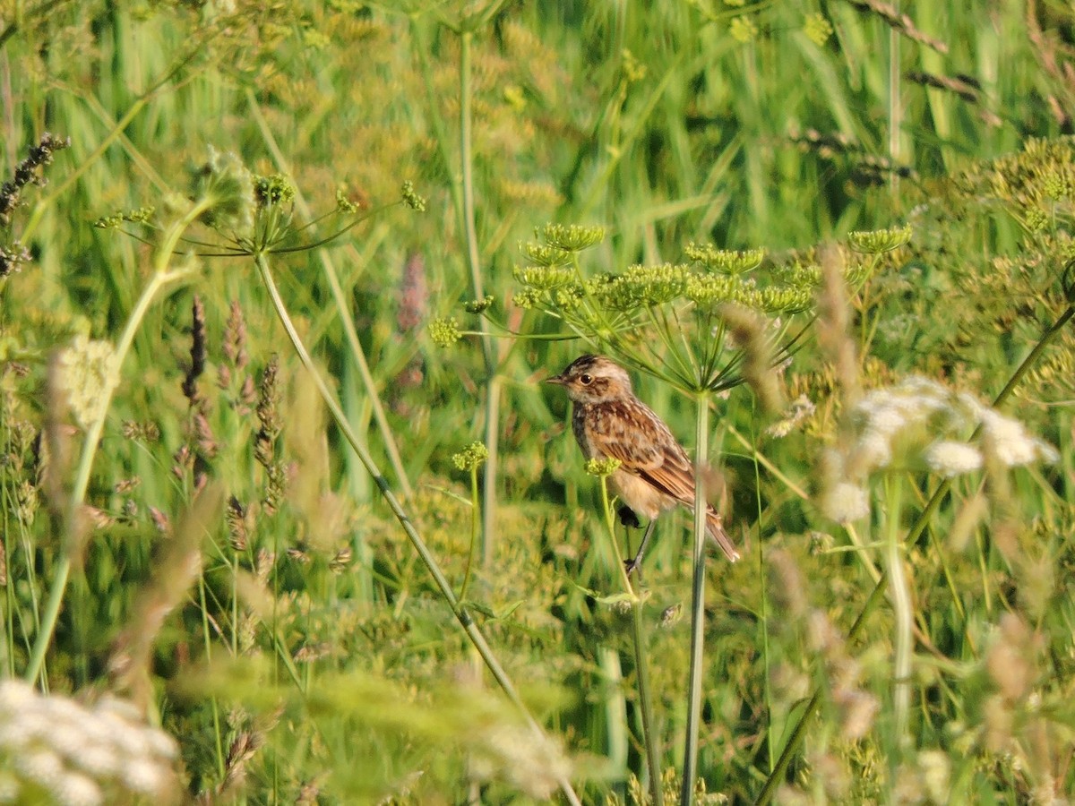Whinchat - ML620985182