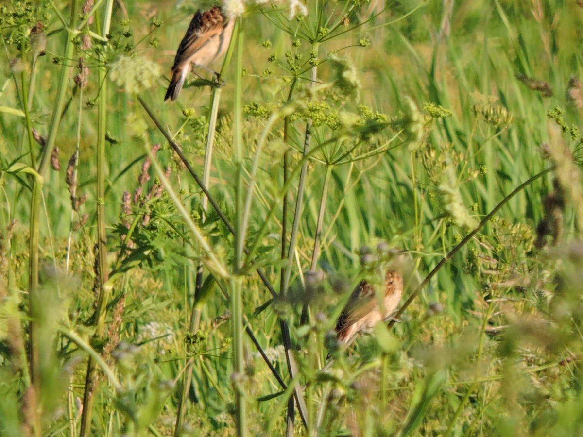 Whinchat - ML620985183