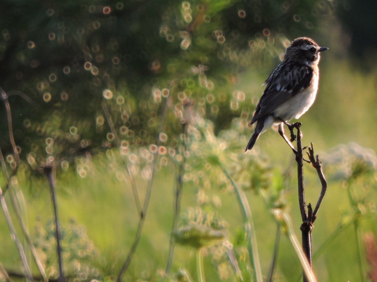 Whinchat - ML620985184