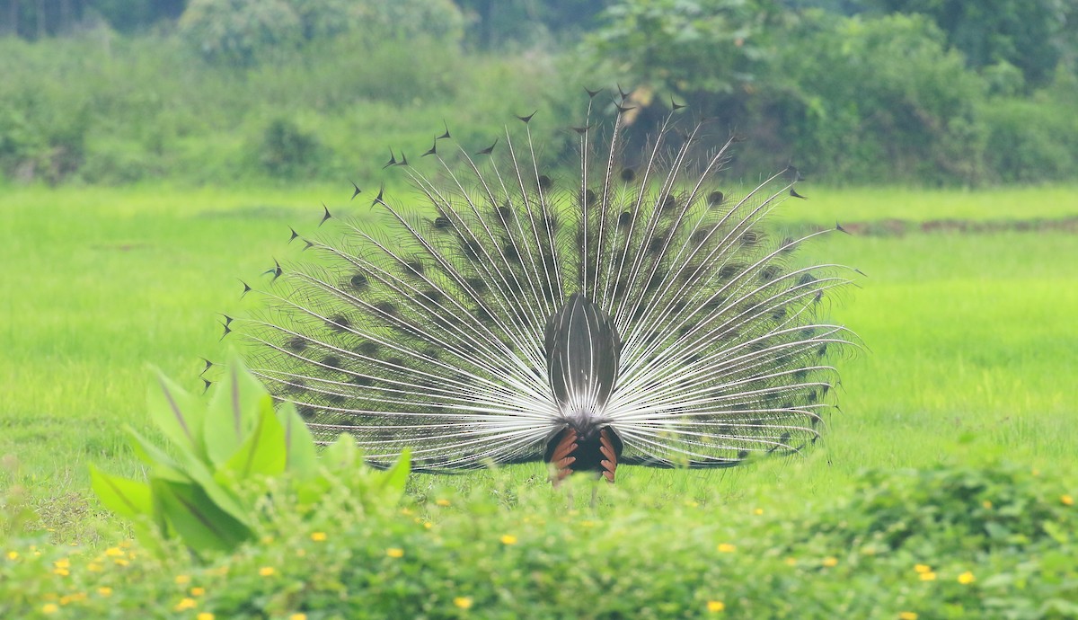 Indian Peafowl - ML620985245