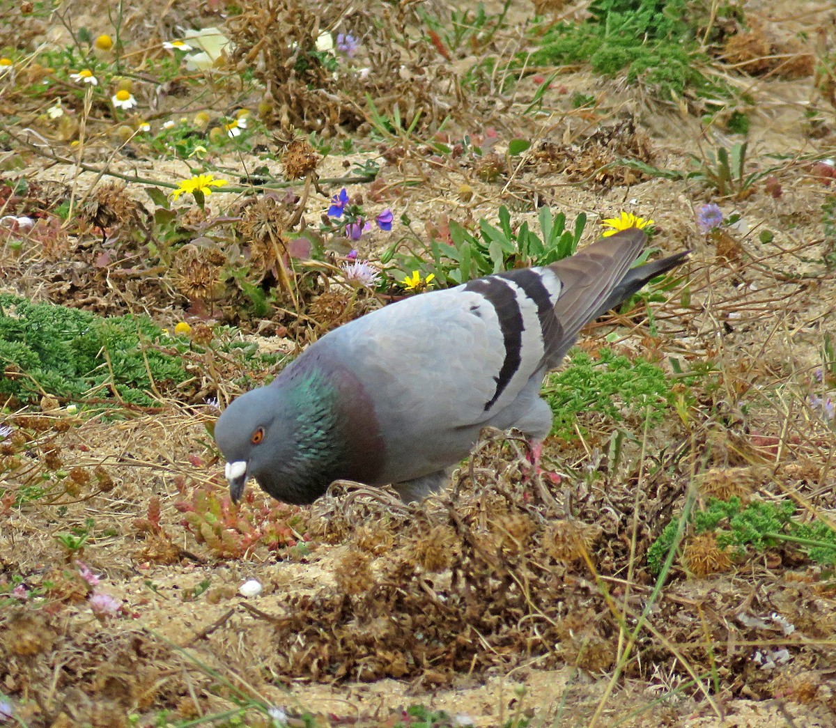 Rock Pigeon (Feral Pigeon) - ML620985287