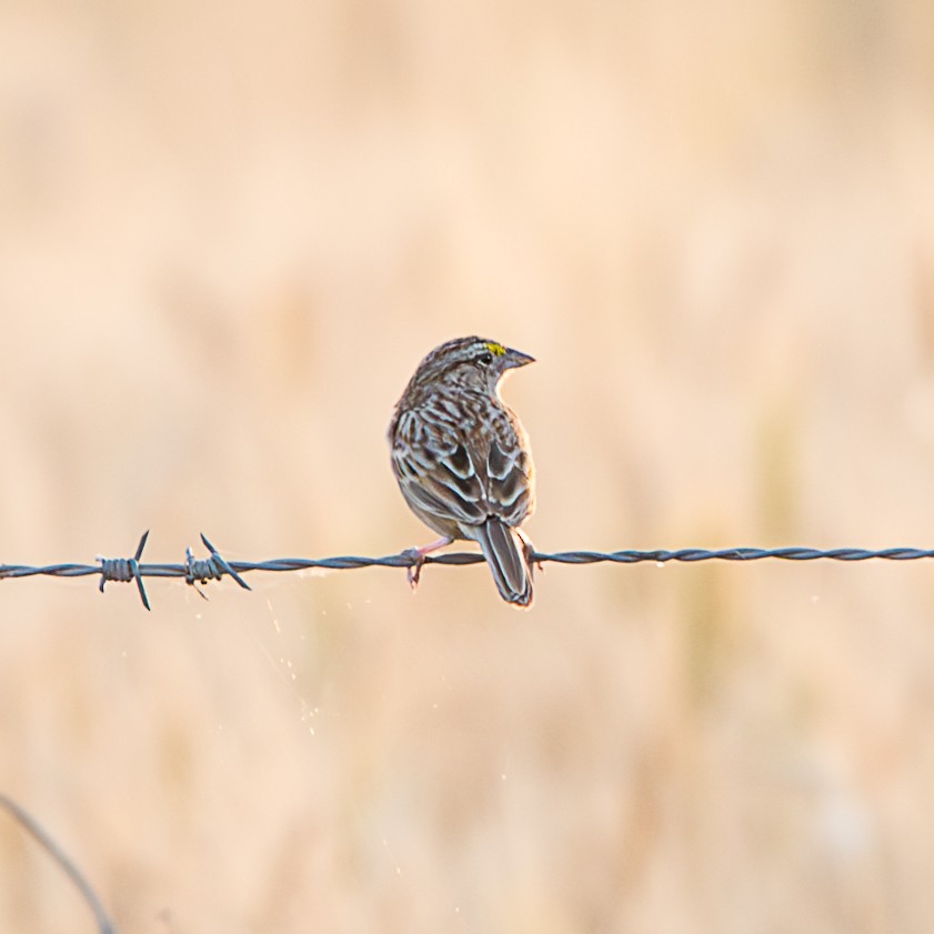 Grassland Sparrow - ML620985291