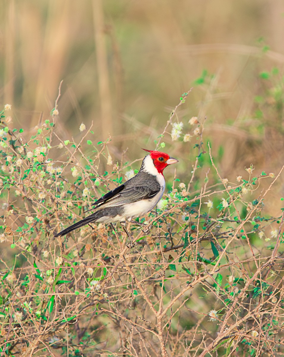 Red-crested Cardinal - ML620985293