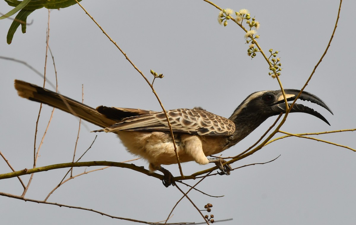 African Gray Hornbill - ML620985347