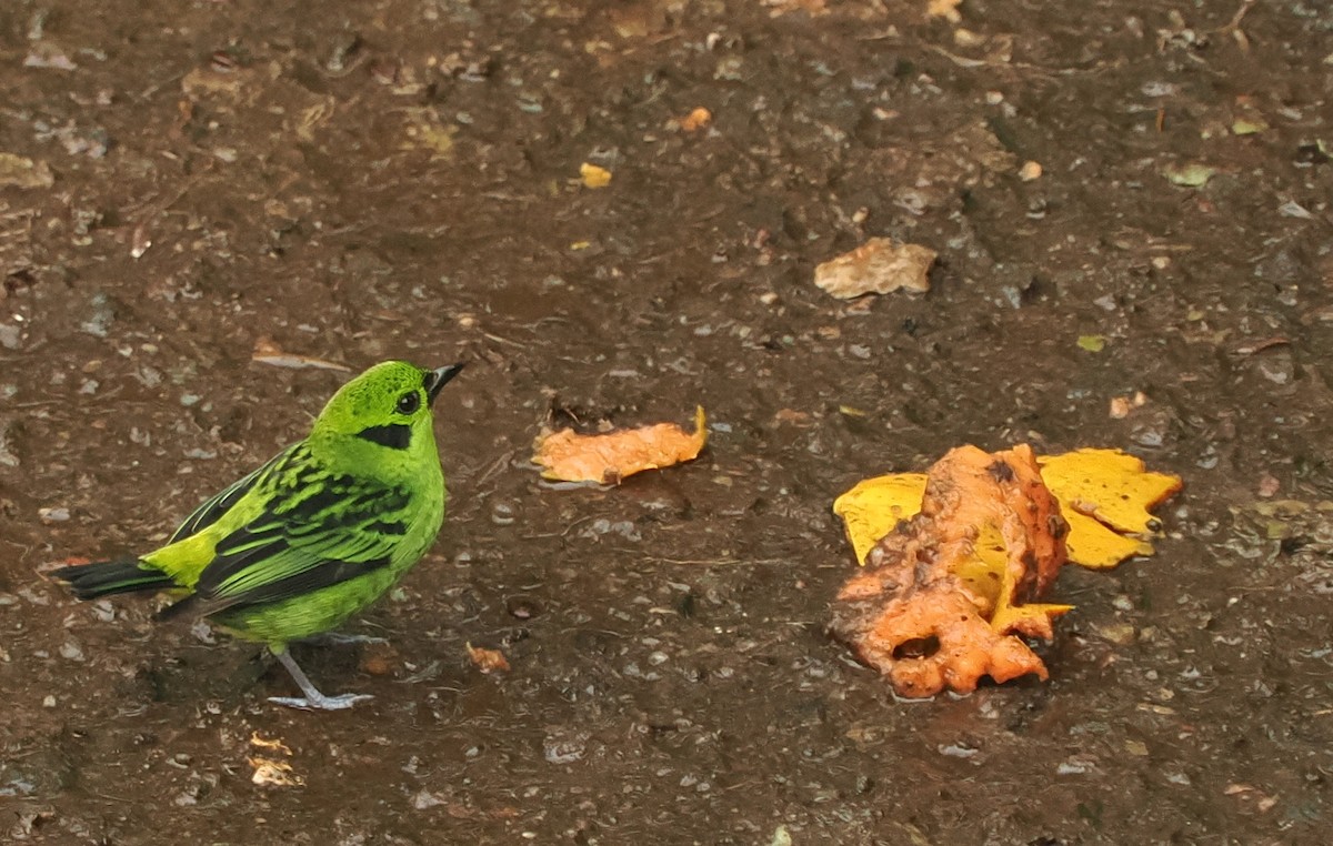 Emerald Tanager - ML620985351