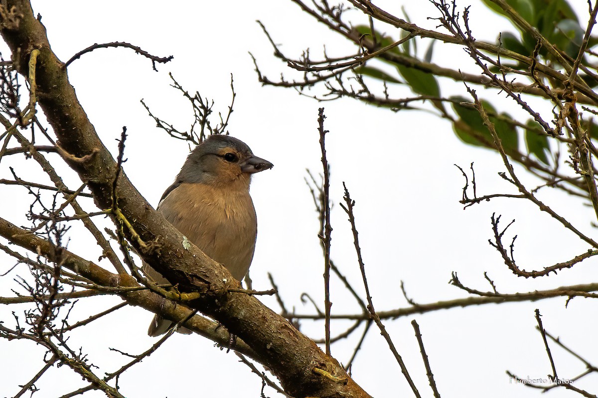 Azores Chaffinch - ML620985390