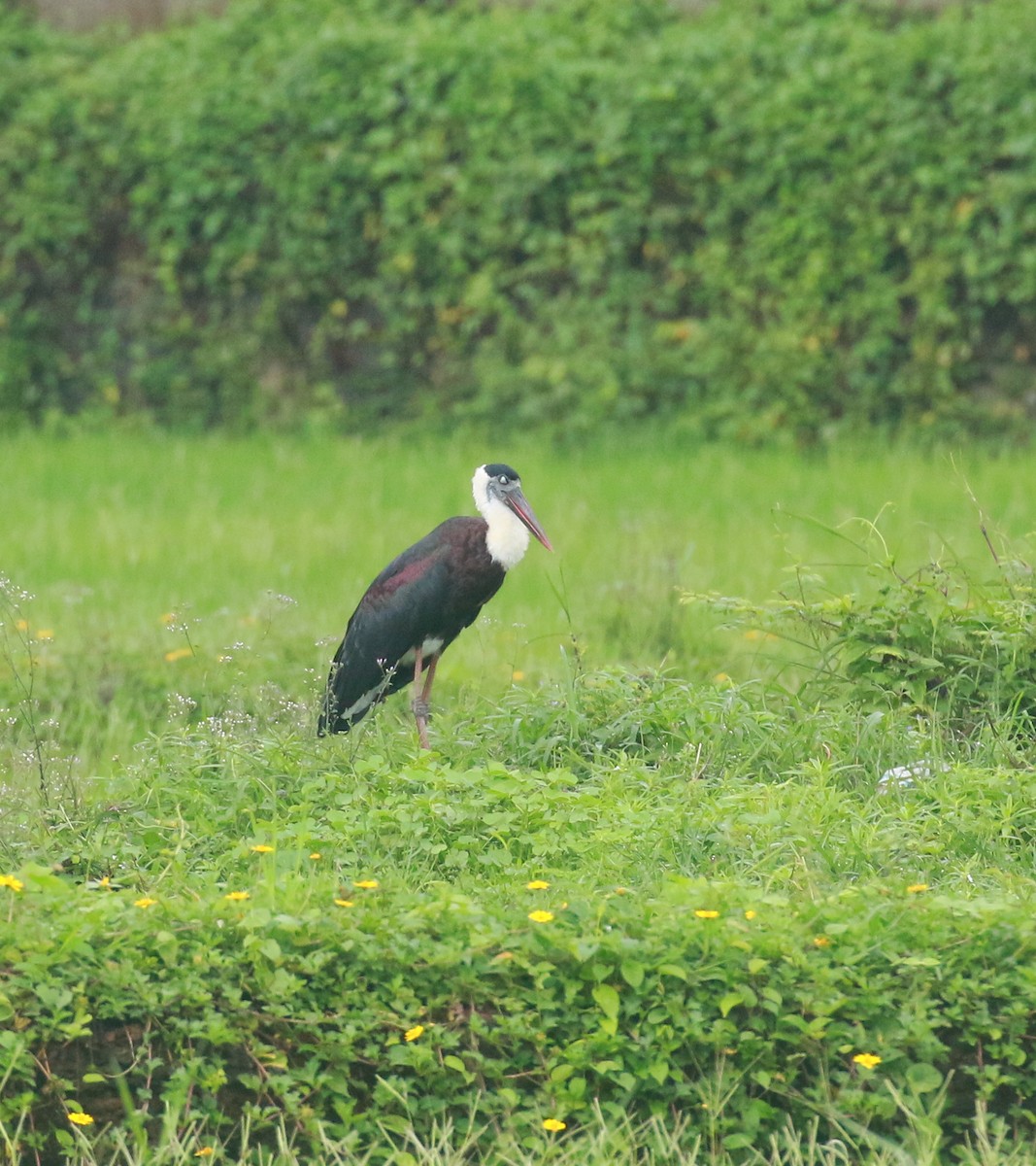 Asian Woolly-necked Stork - ML620985391