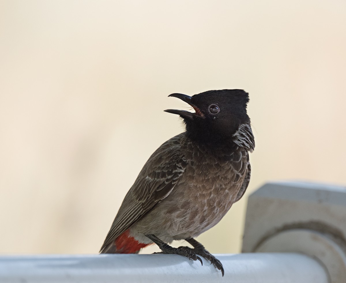 Red-vented Bulbul - ML620985401