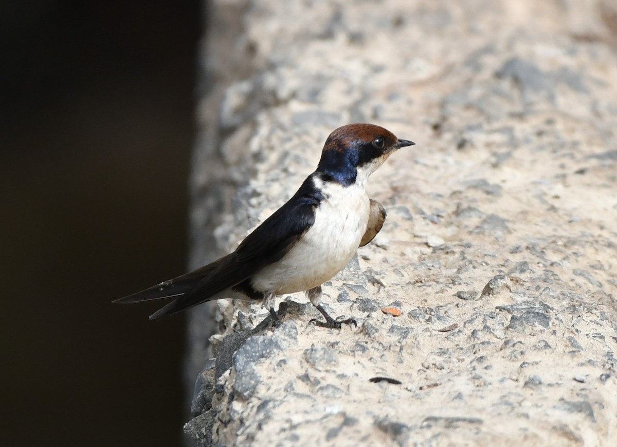 Wire-tailed Swallow - ML620985403