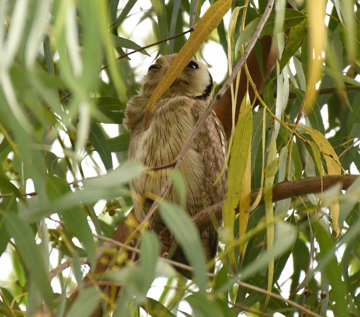 Northern White-faced Owl - ML620985427