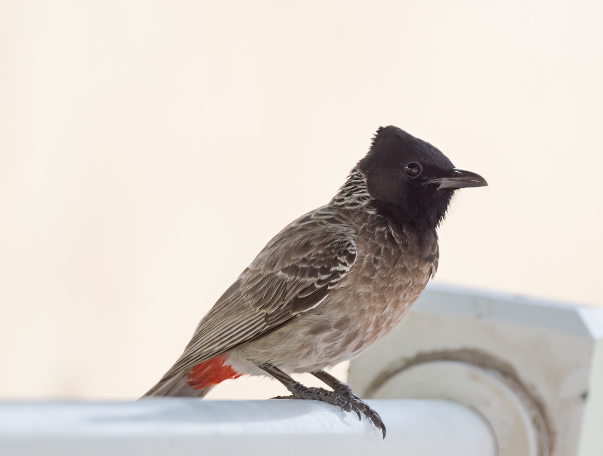 Red-vented Bulbul - ML620985471
