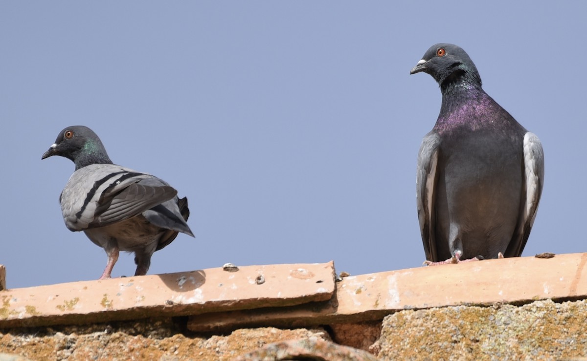 Rock Pigeon (Feral Pigeon) - ML620985490
