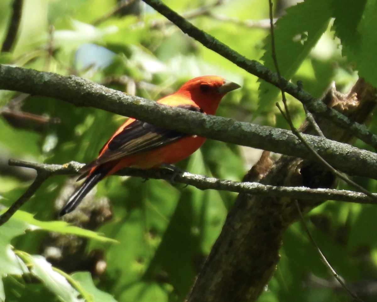 Scarlet Tanager - ML620985492