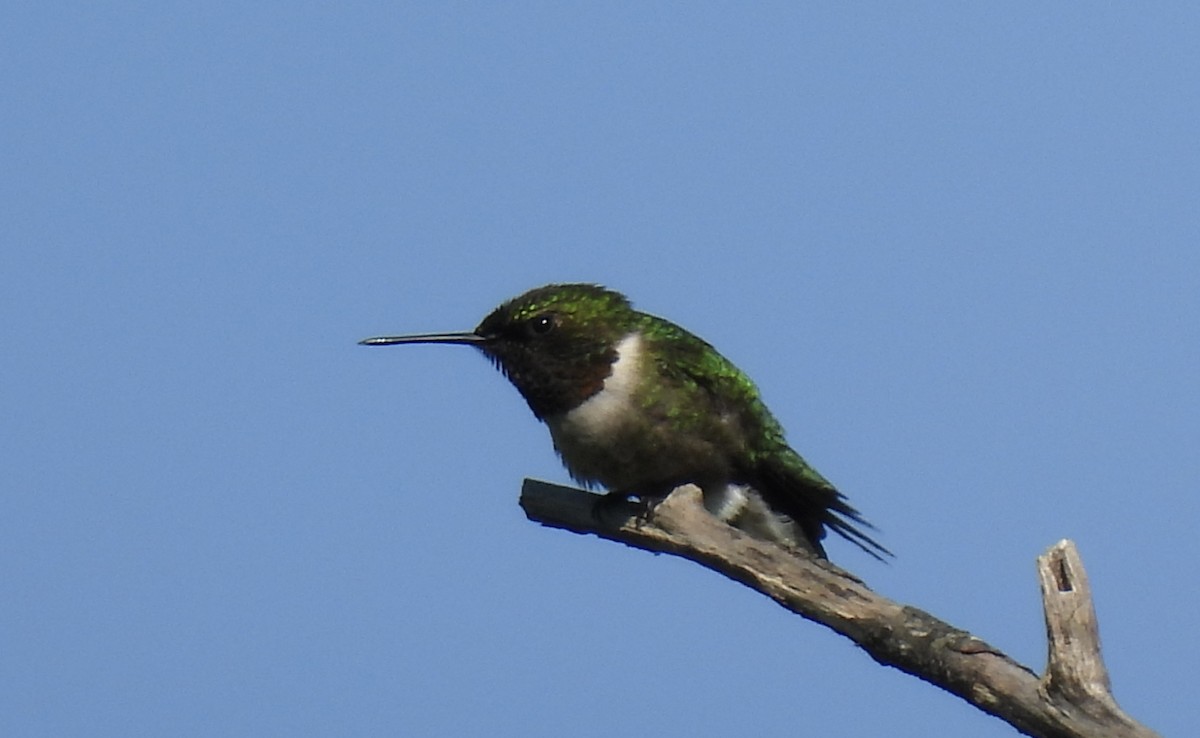 Ruby-throated Hummingbird - ML620985521