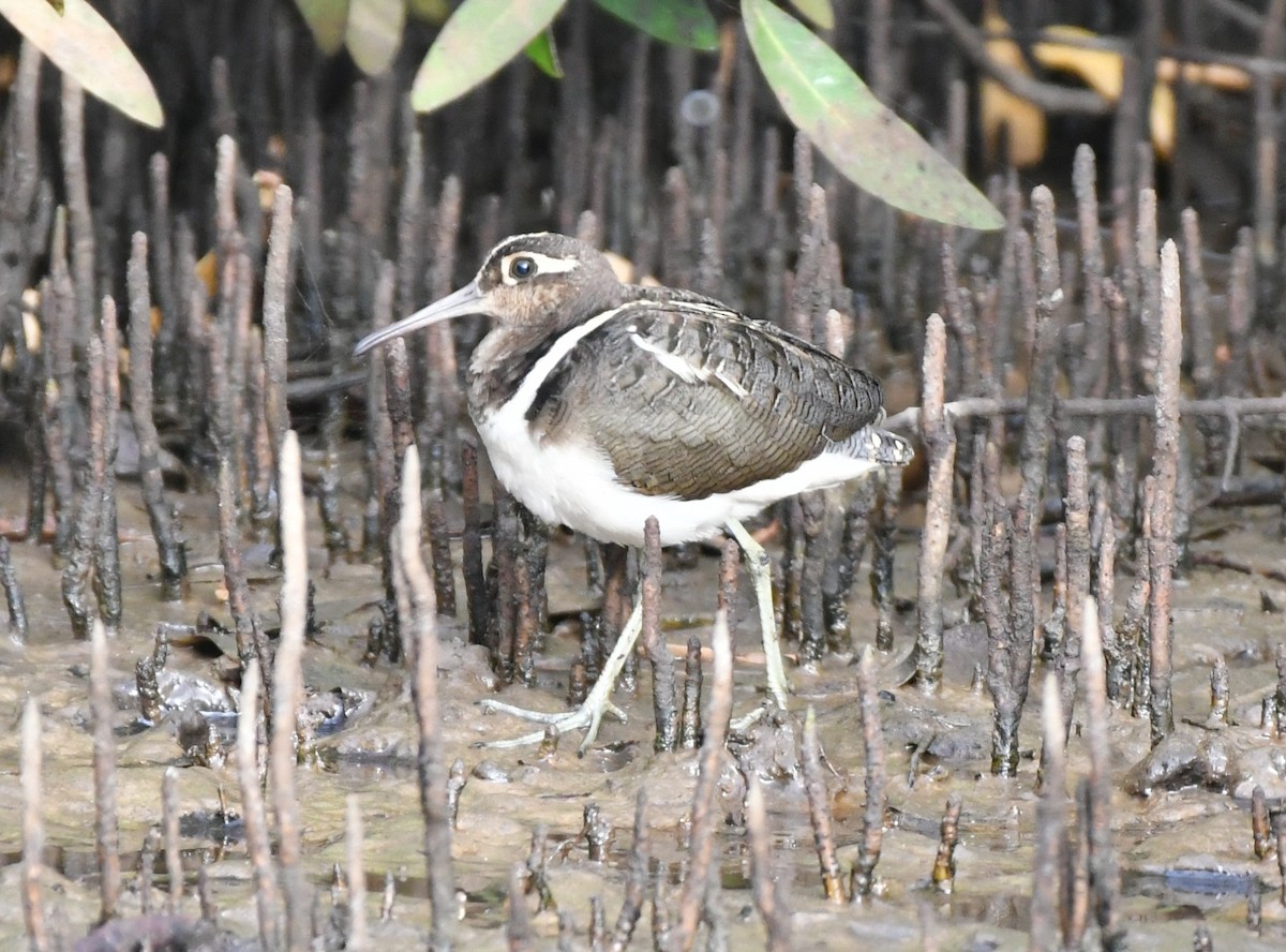 Greater Painted-Snipe - ML620985527