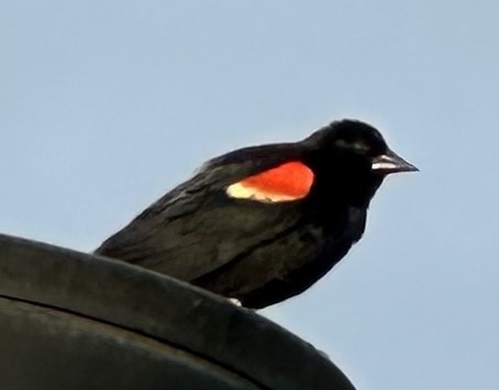 Red-winged Blackbird - ML620985579