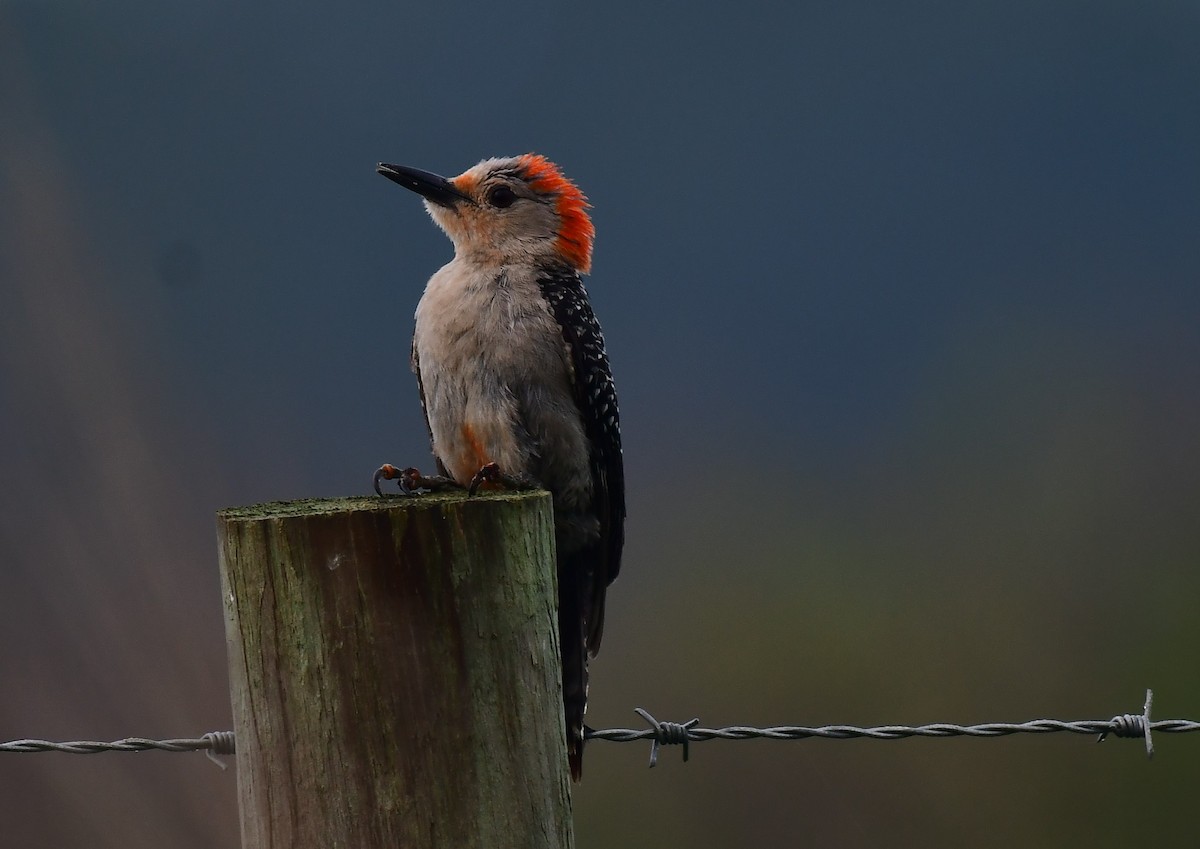 Red-bellied Woodpecker - ML620985582