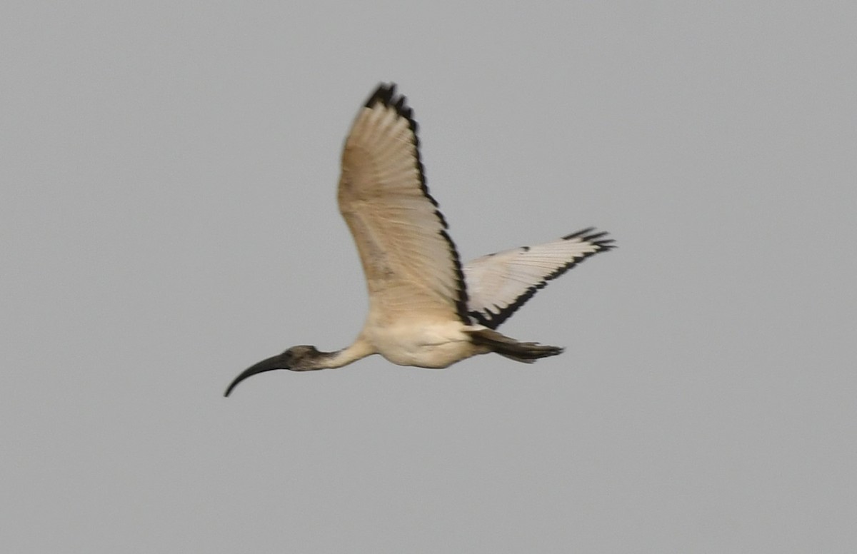 ibis posvátný - ML620985601