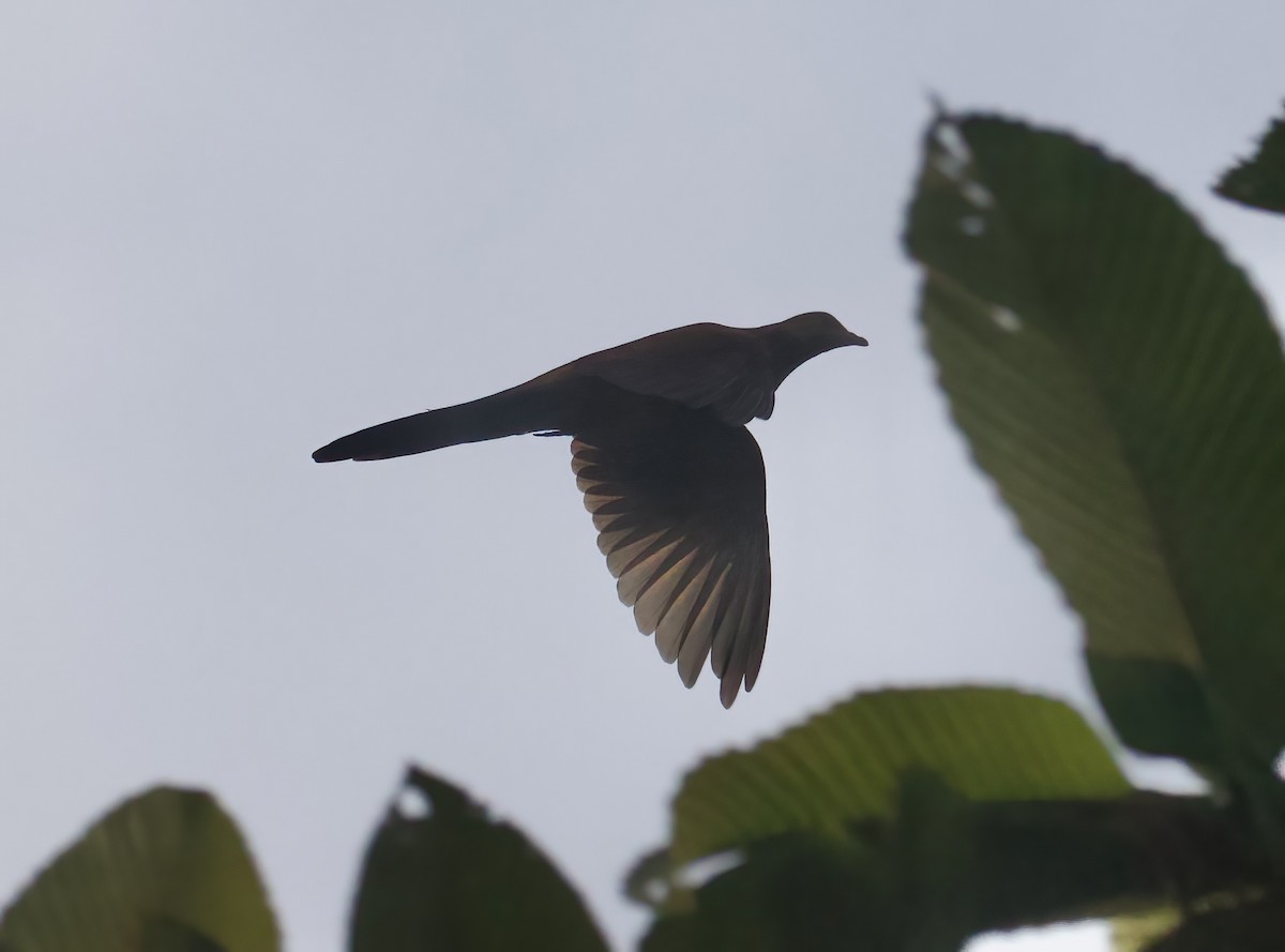 Barusan Cuckoo-Dove - ML620985614