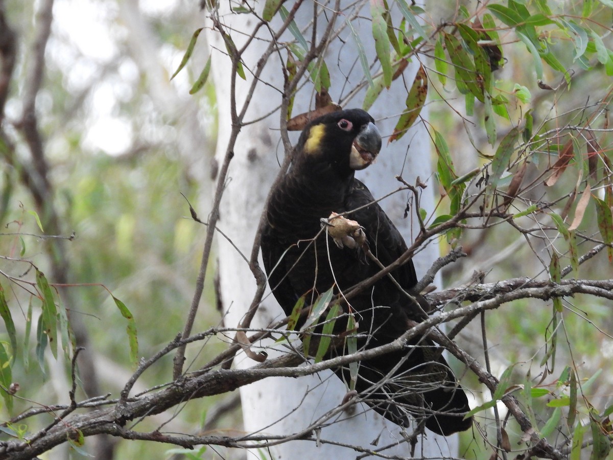 Yellow-tailed Black-Cockatoo - ML620985629