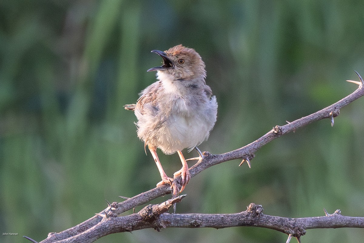 Rattling Cisticola - ML620985639