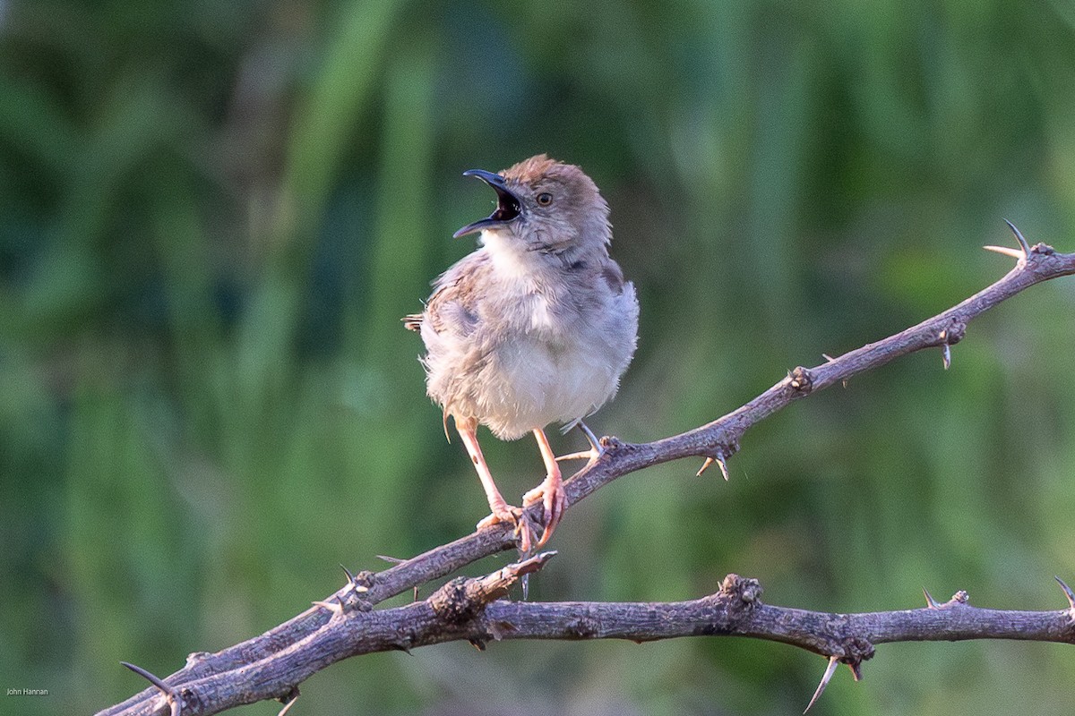 Rattling Cisticola - ML620985640